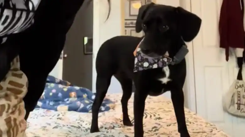 Guilty Puppy Hilariously Tries To Play Innocent After Chewing Up Mom's Hair Clip