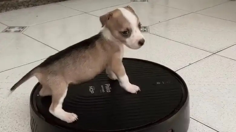 Chihuahua Puppy Hilariously Turns Robot Vacuum Into Her Own Personal Chauffeur