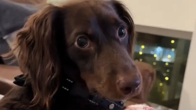 Dachshund's Adorable Post-Doggy-Daycare Routine Is Hilariously Relatable