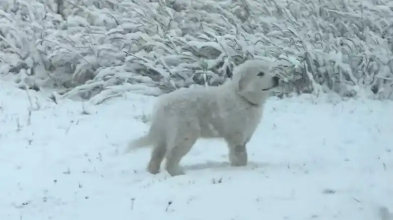 Great Pyrenees Puppy Experiencing First Snowfall Is Giving People The Feels