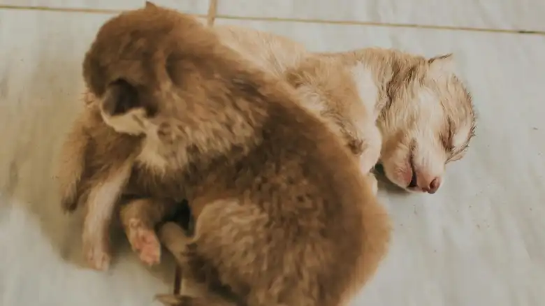 Important Steps You Need To Take If A Dog Rejects Her Puppies