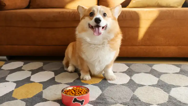 If Your Dog Is One Of These Breeds, There's A Chance It'll Develop An Eating Disorder