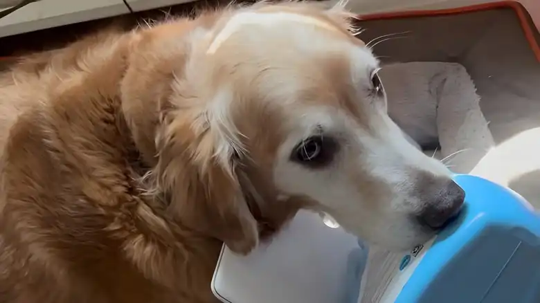Senior Golden Retriever Shows No Remorse After Stealing Items From Around The House