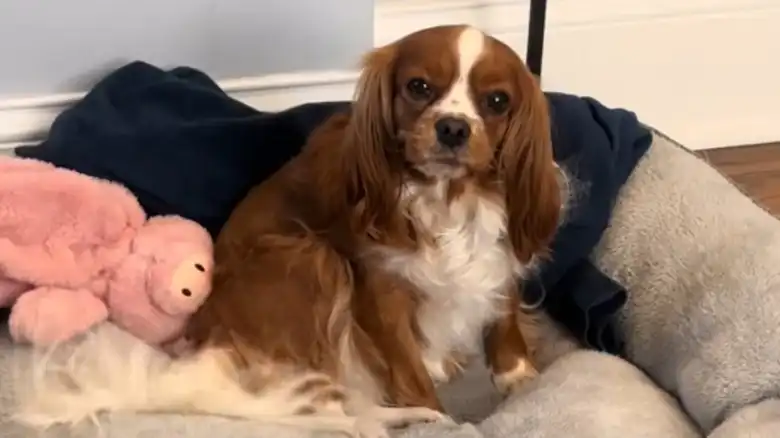 Cavalier King Charles Spaniel Rescue Conquers Fear Of The Outdoors And It Couldn't Be Sweeter
