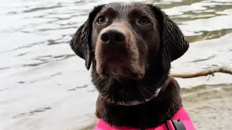 3-Legged Lab Carries Emotional Support Teddy Everywhere And It's The Sweetest