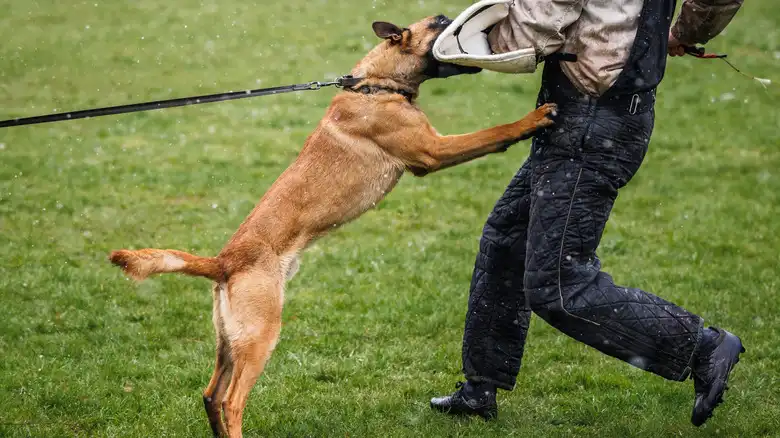 What Happens To Police Dogs That Bite Someone They're Not Supposed To? It's Complicated