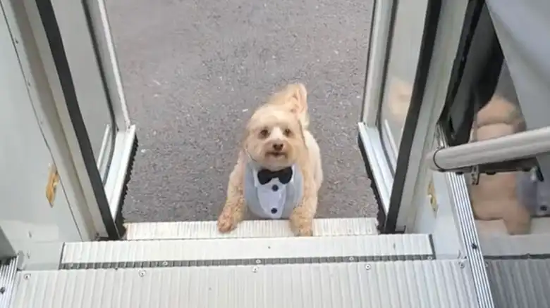 Maltipoo Dressed Up In The Cutest 'Tuxedo' Runs Like Lightning To Hop On Dog Bus