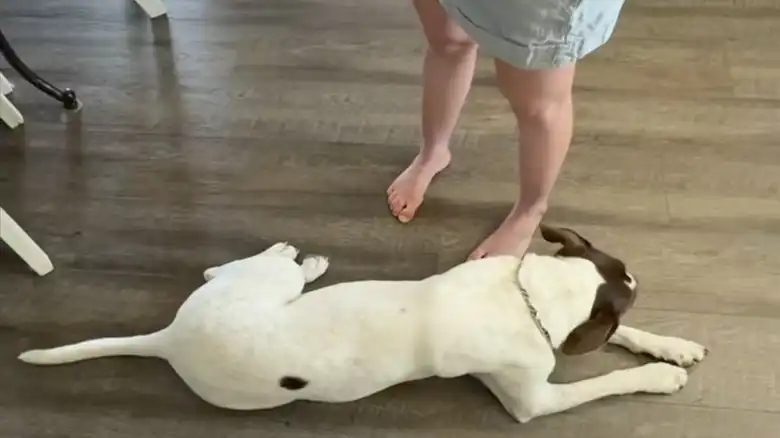 Rescue Dog Tries To 'Eavesdrop' On Conversation, But Her Tail Gives Her Away