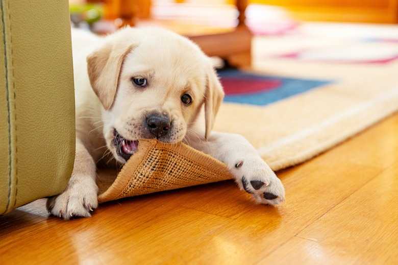 How To Prevent A Dog From Chewing On Furniture