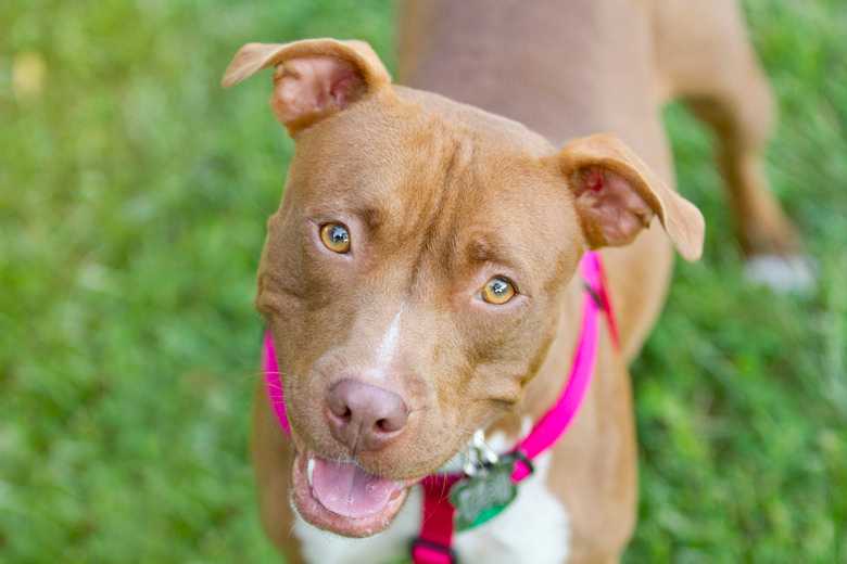 How To Train A Red Nose Pitbull