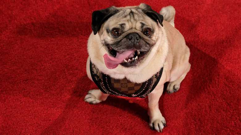 The Highest-Earning Celebrity Pets