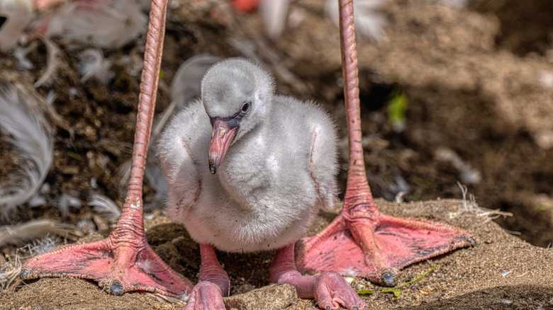The Best Bird Mothers In The Animal Kingdom Will Have You 'Aww'ing All Day