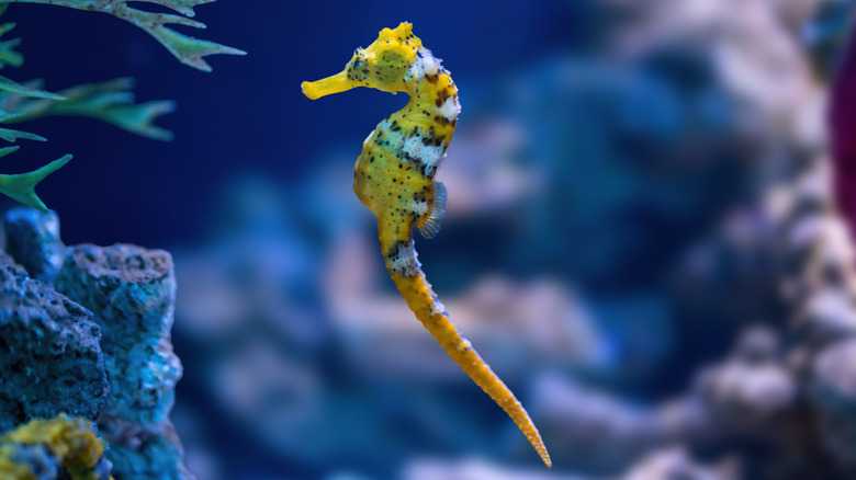 Can You Keep Seahorses As Pets In Your Home Aquarium?