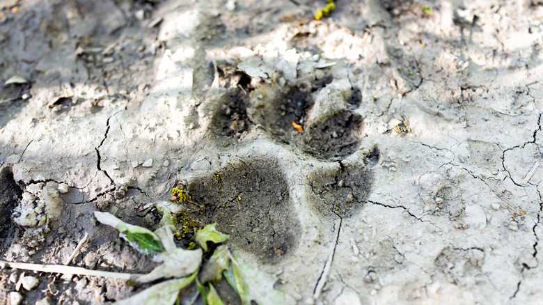 The Dangerous Predator Problem In Houston, Texas, That Keeps Growing