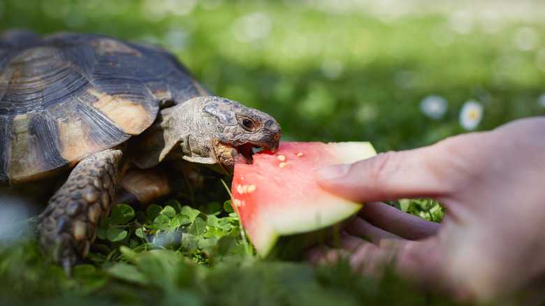 Pet Turtle Laws In Tennessee