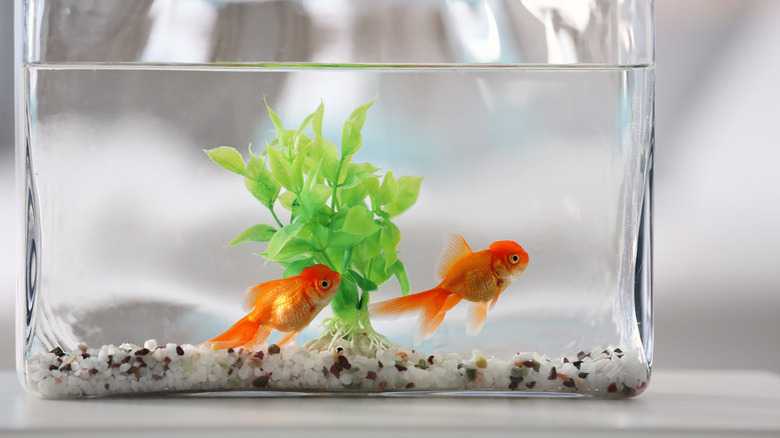 How To Tell A Goldfish's Age