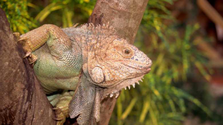 The Life Cycles Of Iguanas