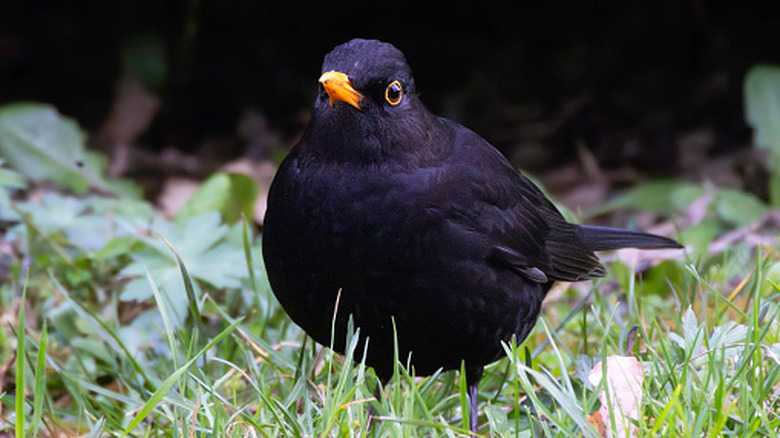 What Types Of Birds Have Yellow Beaks?
