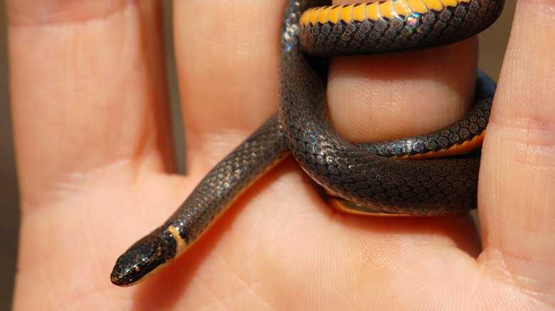 How To Care For Ringneck Snakes