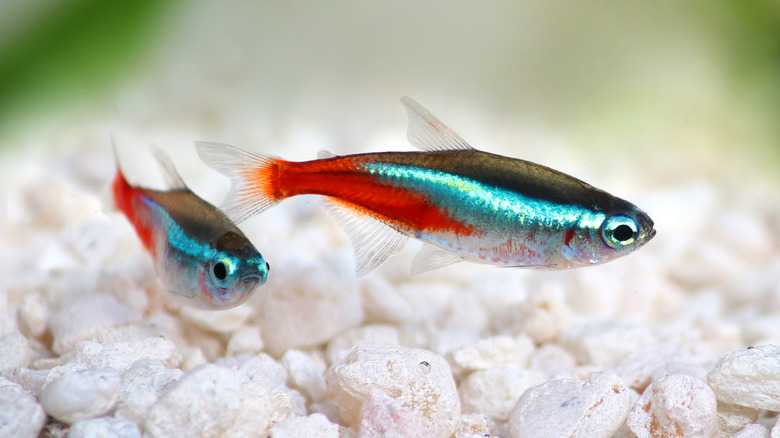 How To Tell If A Tetra Fish Is Gravid