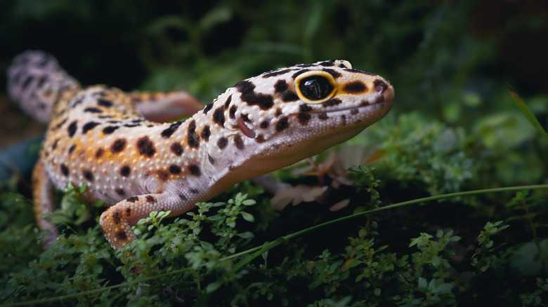 How To Tell If A Leopard Gecko Is Gravid